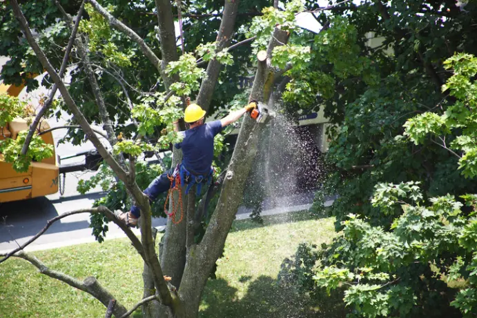 Experienced Tree Removal Services in Youngstown, OH Experienced Tree Removal Services in Youngstown, OH