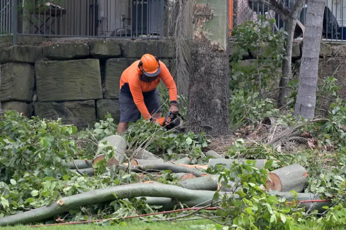 How To Remove A Tree Stump in Youngstown, OH How To Remove A Tree Stump in Youngstown, OH