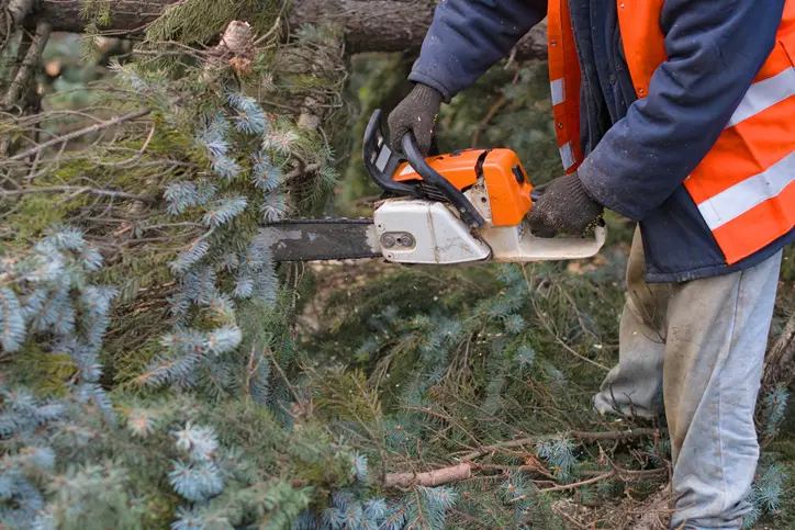 How To Remove A Tree Trunk in Youngstown, OH