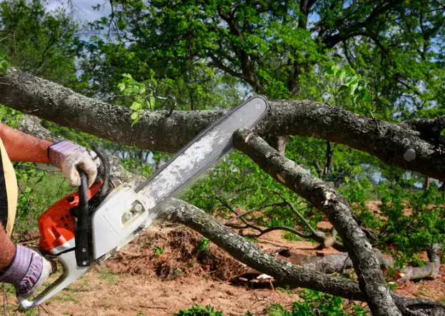 How To Remove A Tree Trunk in Youngstown, OH