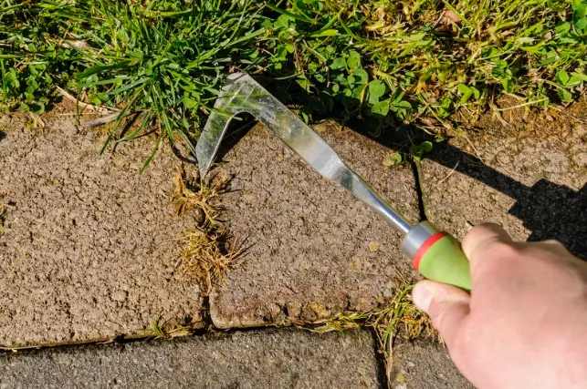 How To Remove Weeds From A Yard in Youngstown, OH How To Remove Weeds From A Yard in Youngstown, OH
