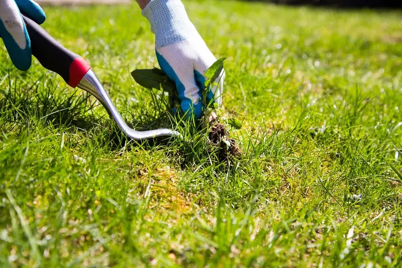 How To Remove Weeds From A Yard in Youngstown, OH How To Remove Weeds From A Yard in Youngstown, OH