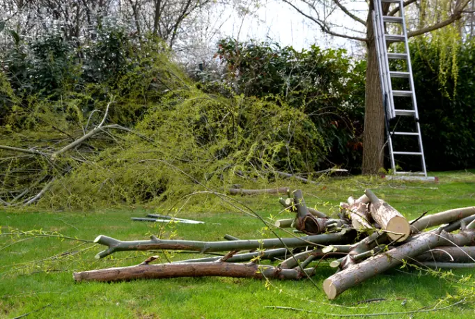 Local Tree Removal Services in Youngstown, OH Local Tree Removal Services in Youngstown, OH