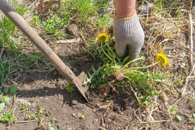 Quality Weeding in Youngstown, OH Quality Weeding in Youngstown, OH