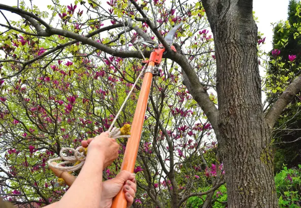 Reputable Tree Removal Services in Youngstown, OH Reputable Tree Removal Services in Youngstown, OH
