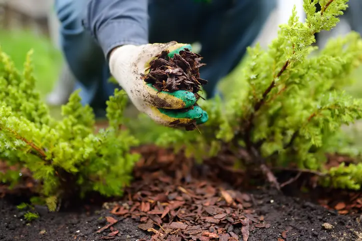 What Is Mulching in Youngstown, OH What Is Mulching in Youngstown, OH